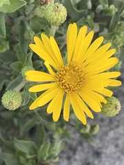 Heterotheca inuloides