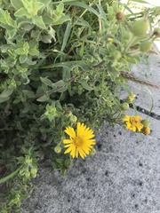 Heterotheca inuloides