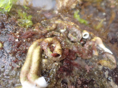 Discorsopagurus schmitti