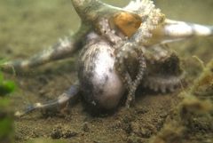 Hapalochlaena maculosa