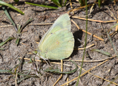 Colias behrii