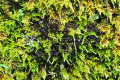 Scytinium palmatum