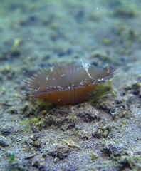 Myxicola