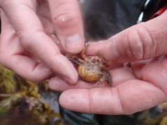 Briarosaccus tenellus