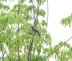 Pterorhinus ruficollis