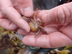 Briarosaccus tenellus