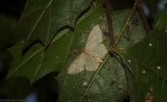 Idaea pilosata