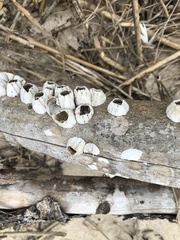 Amphibalanus eburneus