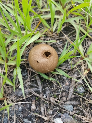 Lycoperdon perlatum image