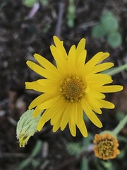 Heterotheca inuloides