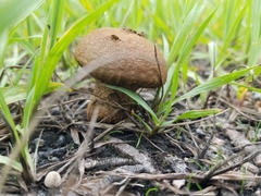Lycoperdon perlatum image