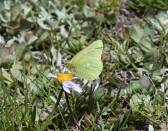 Colias behrii