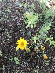 Heterotheca inuloides