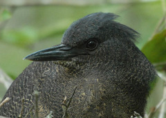 Zebrilus undulatus