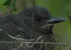 Zebrilus undulatus