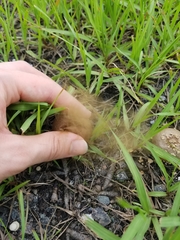 Lycoperdon perlatum image