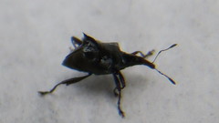 Scolopterus penicillatus