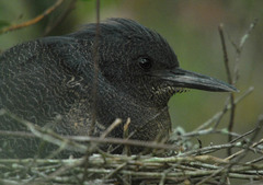Zebrilus undulatus
