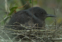 Zebrilus undulatus