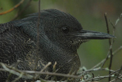 Zebrilus undulatus