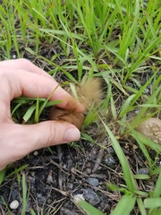 Lycoperdon perlatum image
