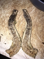 Leccinellum rugosiceps