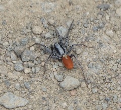 Castianeira occidens