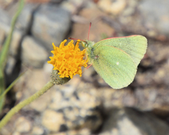 Colias behrii