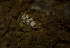 Barea eucapnodes