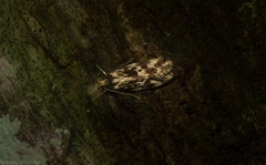 Barea euprepes