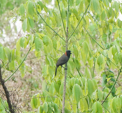 Pterorhinus ruficollis