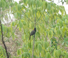 Pterorhinus ruficollis