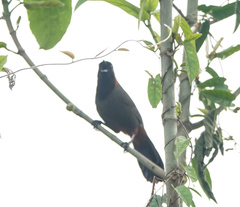 Pterorhinus ruficollis