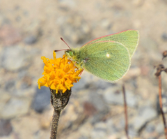 Colias behrii