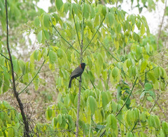 Pterorhinus ruficollis