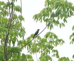 Pterorhinus ruficollis