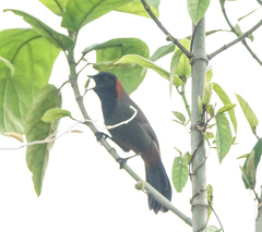 Pterorhinus ruficollis