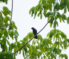 Pterorhinus ruficollis