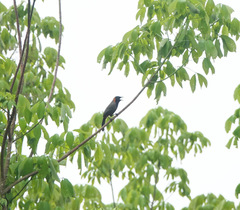 Pterorhinus ruficollis