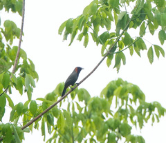 Pterorhinus ruficollis