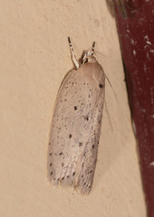 Ironopolia sobriella