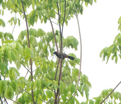 Pterorhinus ruficollis