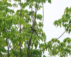 Pterorhinus ruficollis