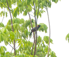 Pterorhinus ruficollis