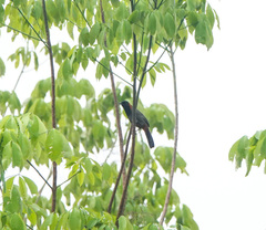 Pterorhinus ruficollis