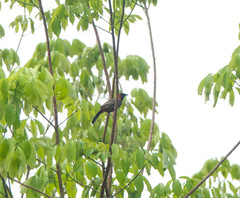 Pterorhinus ruficollis