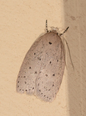 Ironopolia sobriella
