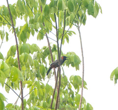 Pterorhinus ruficollis