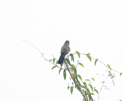 Pterorhinus ruficollis