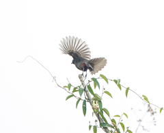 Pterorhinus ruficollis